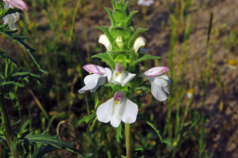 Bartsia trixago